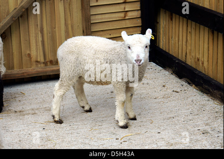 LAMB Stock Photo