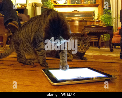 Two cats play with an iPad in living room. Stock Photo
