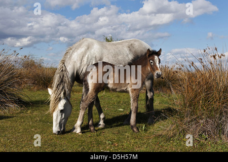 Camargue horse foal with mother, Camargue region of southern France Stock Photo