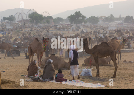 Rajasthani men  camped in front of a sea of camels in the desert with the ferris wheels of the fairground behind,  Pushlar Mela, Pushkar, Rajasthan, India Stock Photo