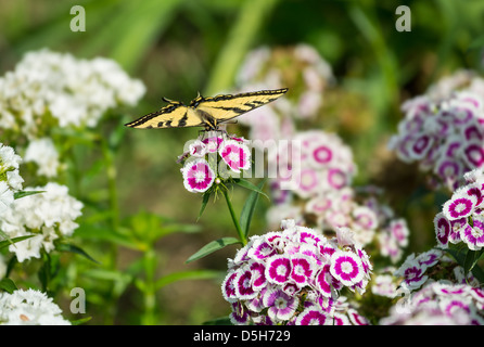 Beautiful spring flowers in bloom. Stock Photo