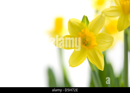 Bright yellow narcissus isolated on white background Stock Photo