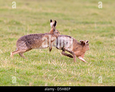 Male Brown Hare chasing female in green field in an attempt to mate ...