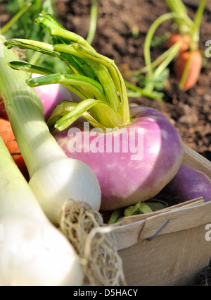carrots, turnips and onions freshly harvested from the vegetable garden Stock Photo