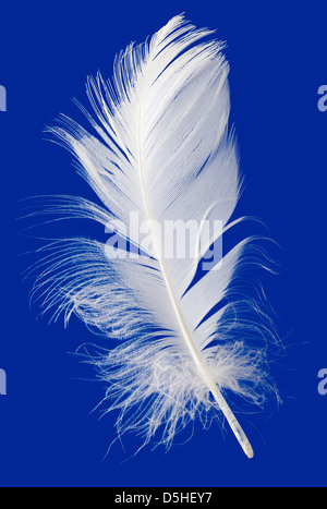 Goose Feather Isolated on Blue Background Stock Photo