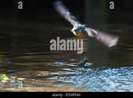 Grey Wagtail Motacilla cinerea in flight catching insects in flight Stock Photo