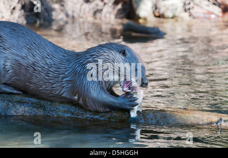 Wild European Otter Lutra lutra on log at side of river in Norfolk eating a freshly caught fish Stock Photo
