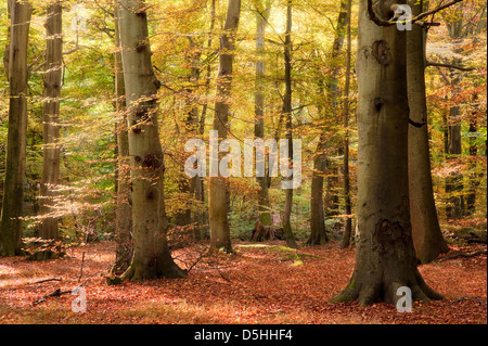 Beautiful landscape image of forest covered in Autumn Fall color contrasting green and orange, brown and gold Stock Photo
