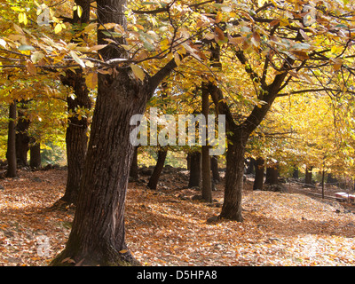 chataigneraie, fully, valais, SUISSE Stock Photo