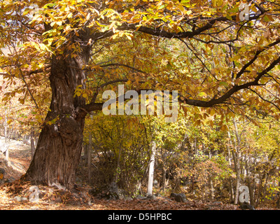 chataigneraie, fully, valais, SUISSE Stock Photo