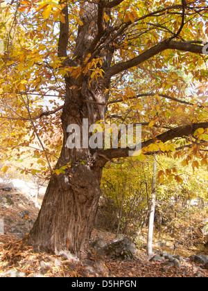 chataigneraie, fully, valais, SUISSE Stock Photo