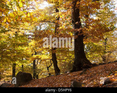 chataigneraie, fully, valais, SUISSE Stock Photo