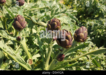 Globe artichoke (Cynara cardunculus) growing in a Mediterranean field. Stock Photo