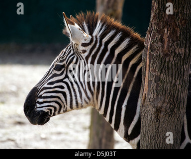 Grant's Zebra Equus horse quagga boehmi African Plains Stock Photo - Alamy