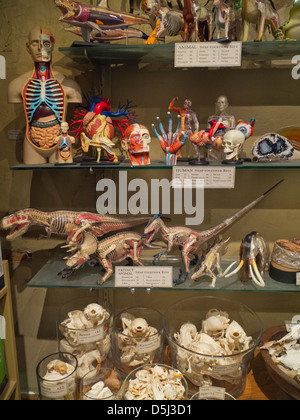 Evolution store in New York City Stock Photo