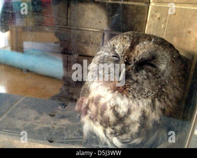 HANDOUT - A handout picture dated 13 November 2012 shows a tawny owl crashed into a chimney in Weinheim, Germany, 14 November 2012. According to the firebrigade, the bird fell into the chimney of an apartment house and had to be rescued. The owl suffered no harm.  Photo: Ralf Mittelbach / Firebrigade Weinheim / HANDOUT / MANDATORY CREDIT / EDITORIAL USE ONLY Stock Photo