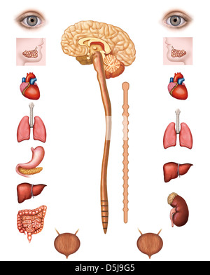 Structure of the human parasympathetic nervous systems Stock Photo