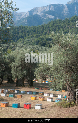 Greek island September Beehives under olive trees near Panagia and Chrisi Ammoudia Stock Photo