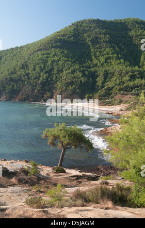 Thassos Greece Greek island September Pine tree on the rocks beside Paradise Beach Stock Photo