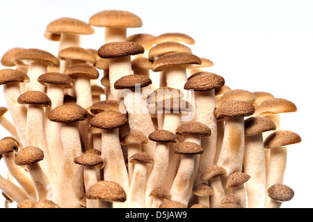 Buna Shimeji / Brown Beech mushrooms Stock Photo