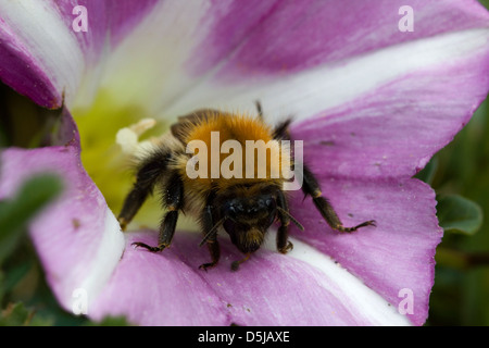Bumble Bee in a Sea Bindweed Flower, Braunton Burrows, North Devon. Stock Photo