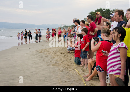 baby sea turtle release on a Riviera Nayarit beach in Mexico Stock Photo