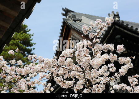 Kyoto, Japan. 1st April 2013. Cherry blossom in the grounds of Chion In Buddhist Temple in Kyoto. Spring in Kyoto, Japan is truly beautiful as the cherry blossom blooms everywhere from gardens to the many temples and the Japanese people take the opportunity to picnic in the park as often as possible under the trees. Credit: Paul Brown / Alamy Live News Stock Photo