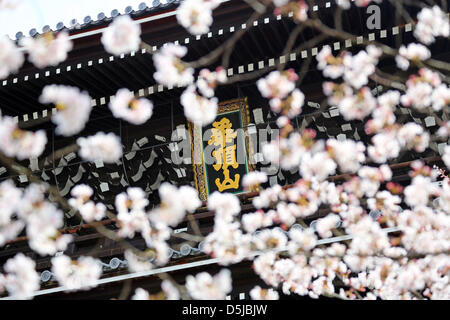 Kyoto, Japan. 1st April 2013. Cherry blossom against the Sanmon Gate of Chion In Buddhist Temple in Kyoto. Spring in Kyoto, Japan is truly beautiful as the cherry blossom blooms everywhere from gardens to the many temples and the Japanese people take the opportunity to picnic in the park as often as possible under the trees. Credit: Paul Brown / Alamy Live News Stock Photo