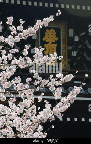 Kyoto, Japan. 1st April 2013. Cherry blossom against the Sanmon Gate of Chion In Buddhist Temple in Kyoto. Spring in Kyoto, Japan is truly beautiful as the cherry blossom blooms everywhere from gardens to the many temples and the Japanese people take the opportunity to picnic in the park as often as possible under the trees. Credit: Paul Brown / Alamy Live News Stock Photo