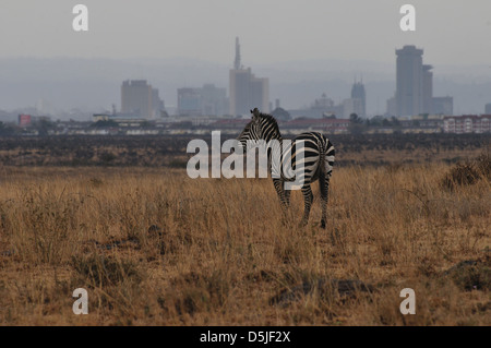 Africa / Kenya / Nairobi - Zebra in Nairobi National Park in front of Nairobi City's grey skyline. Stock Photo