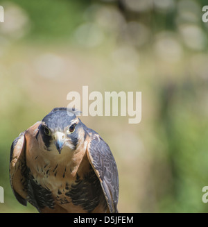 Hawk looking with deep interest directly into camera. Stock Photo