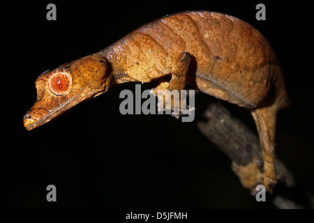 The Endangered Spearpoint Leaf-tail Gecko (Uroplatus ebenaui) in a rain forest in Madagascar. Stock Photo