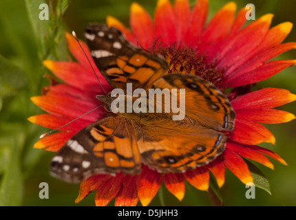Close-up of an American Painted Lady butterfly feeding on a bright colored Indian Blanket flower Stock Photo