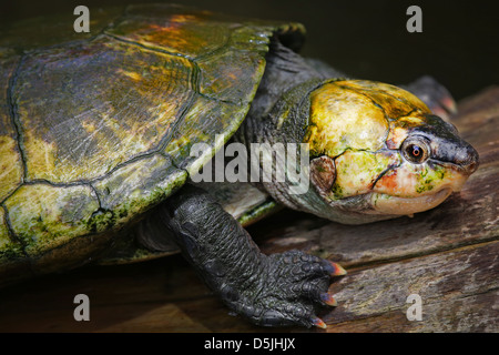 Critically ENDANGERED Madagascan Big-headed Turtle (Erymnochelys ...