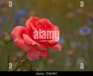 Gorgeous bright red climbing rose in summer garden Stock Photo