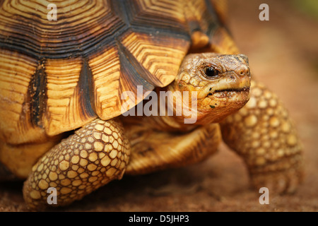 Angonoka or Ploughshare Tortoise (Astrochelys yniphora) in Madagascar. This is the world's most critically endangered tortoise. Stock Photo