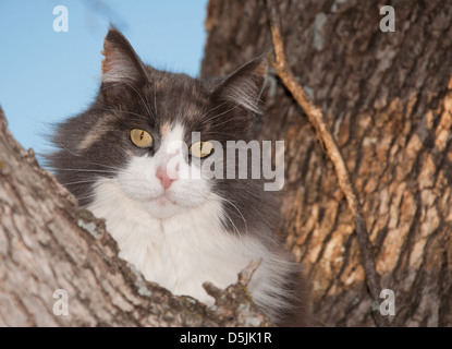 Blue, cream and white diluted calico cat up in a tree, looking at the viewer Stock Photo