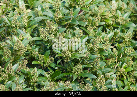 SKIMMIA X CONFUSA KEW GREEN Stock Photo