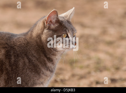 Beautiful blue tabby cat looking to the right, in spring sun Stock Photo