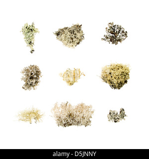 A variety of lichen species from the woods of Bar Harbor, Maine. Stock Photo