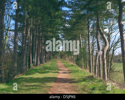 Avenue of Scot's Pine Trees (Pinus sylvestris) Along the South Staffordshire Railway Walk, Himley, Staffordshire, England, UK