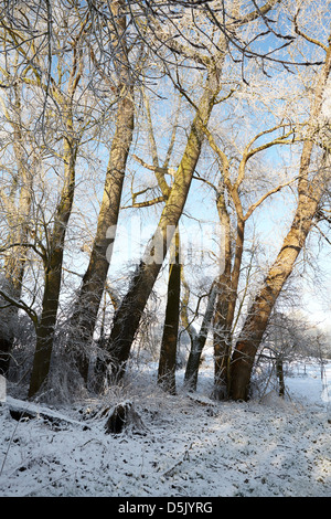 Poplar Trees in winter in Norfolk, UK Stock Photo