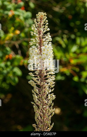 Urginea maritima, Sea Onion Stock Photo