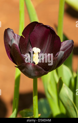 Tulips Queen of the Night Stock Photo