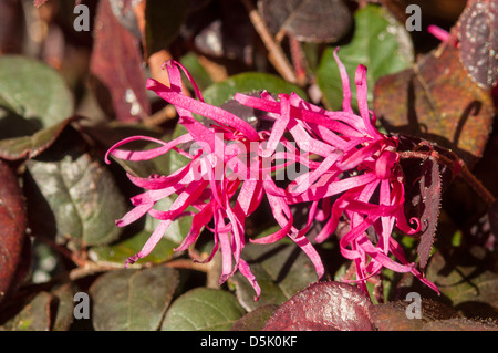 Loropetalum chinense rubrum, China Pink Stock Photo