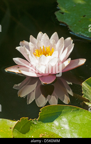 Nymphaea alba, White Water Lily Stock Photo
