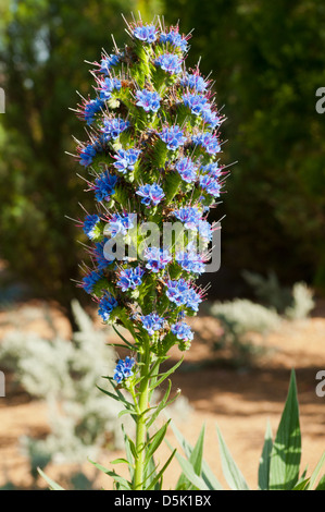 Echium fastuosum, Pride of Madeira Stock Photo