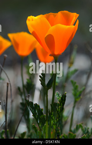 California Poppy Stock Photo