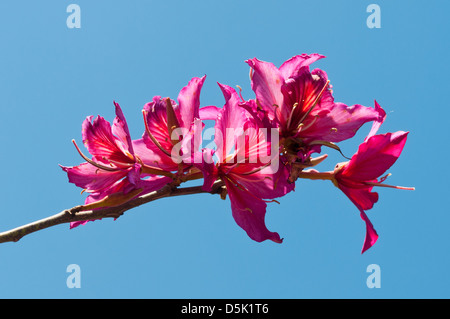 Bauhinia variegata, Purple Orchid Tree Stock Photo