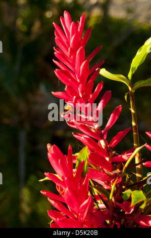 Alpinia purpurata, Tahitian Red Ginger Stock Photo
